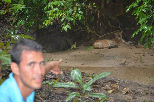 Puma Resting on Beach at Corcovado