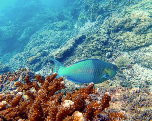 Snorkeling at Cano Island - Image 2