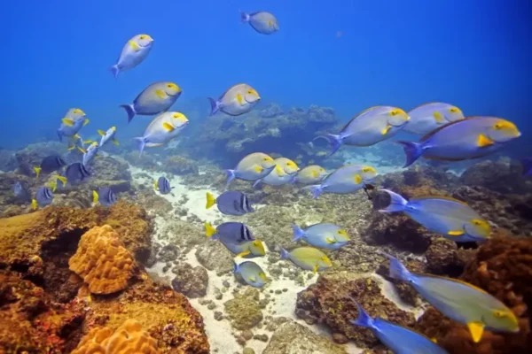 Snorkeling at Cano Island - Image 4